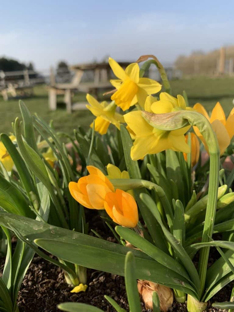 Easter daffodils
